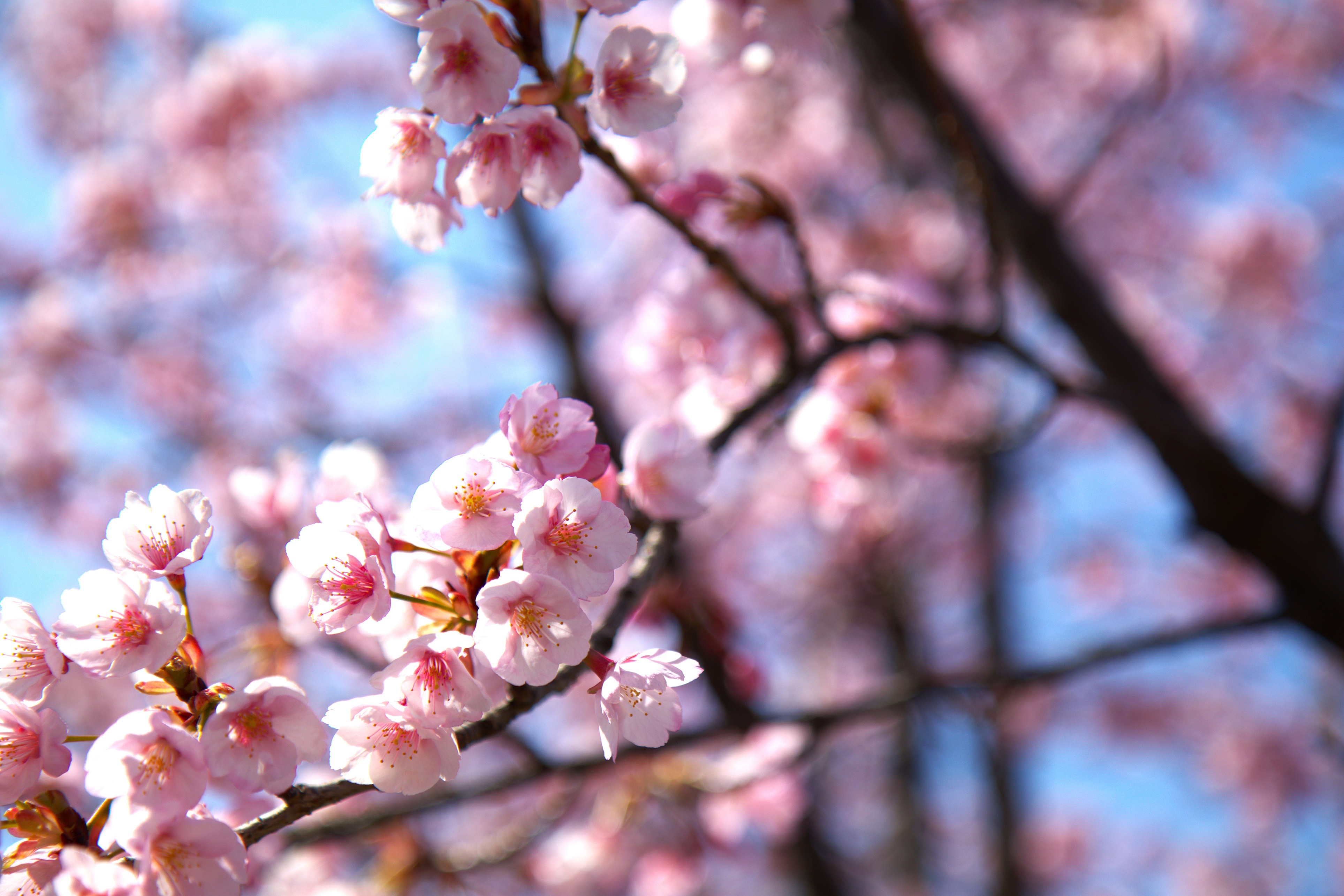 Sakura